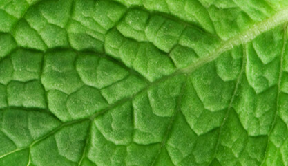 Green leaf texture. Empty space to insert text. Fresh mint. Food concept.