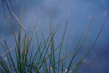 Sumpf und Morast mit Binsen Gras und Wasser zur späten Abendzeit, Juncus trifidus