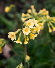 yellow flower