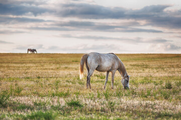 grey horse grazing in the field