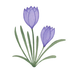 flowers lilac crocus green leaves watercolor hand drawn illustration isolated on white background
