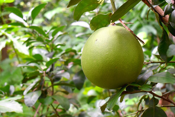 Close up of a green Pomelo fruit with green leaves hanging from pomelo tree on green nature blurred background. Organic fruits garden in spring season in Thailand.