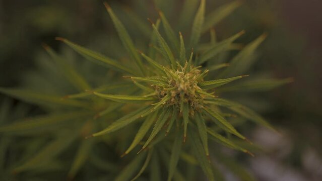 a green cannabis plant close up