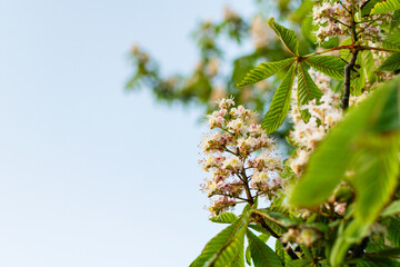Buds of flowering trees in early spring