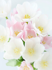 close up view to heads of white and pink tulips in soft light