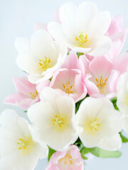 close up view to petals of pink and white tulips in soft light