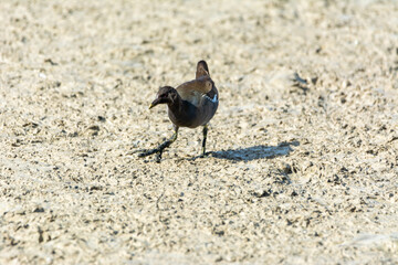 water bird in lake of natural