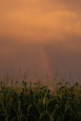 rainbow in a field of corn