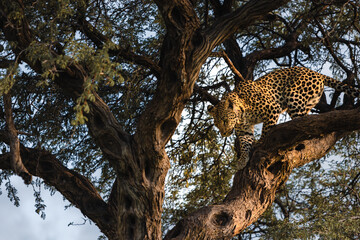 Leopard climbing in the trees