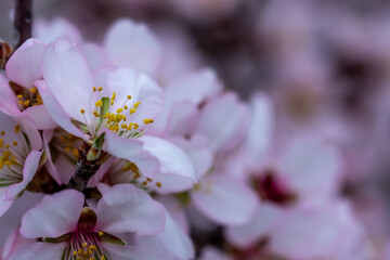 Close up of pink almond flower blooming 