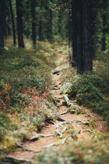 View with a shallow depth of field of a dark pathway in a deep coniferous taiga forest with selective focus on roots and bushes of bilberry and mountain cranberries surrounded by firs, cedars, larches