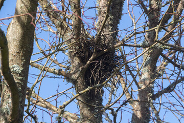 Nest in a tree