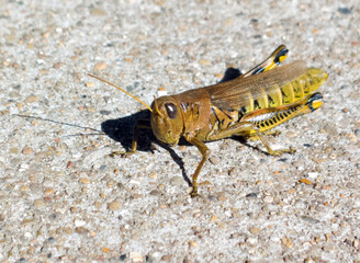 Grasshopper on Concrete