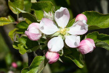 Apple garden