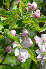 Apple garden