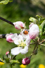 Apple garden