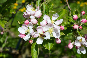 Apple garden