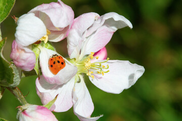 Apple garden