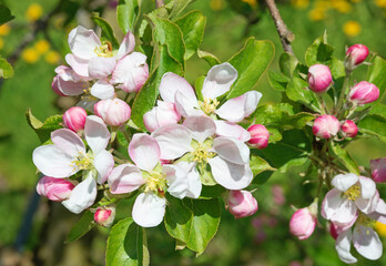 Apple garden