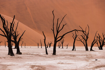 Dead trees Deadvlei Namibia