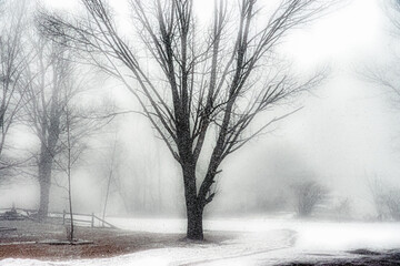 A Tree in our yard during a brief but very heavy snow squall here in Windsor in Upstate NY in February. - obrazy, fototapety, plakaty