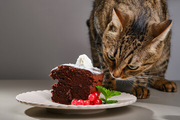 Domestic cat eating chocolate cake on a plate. Cat tries to steal food from the table. Shallow...