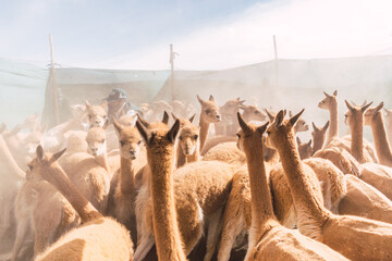 herd of wild vicuñas in corral grazing in the Andes mountain range on a sunny day surrounded by...
