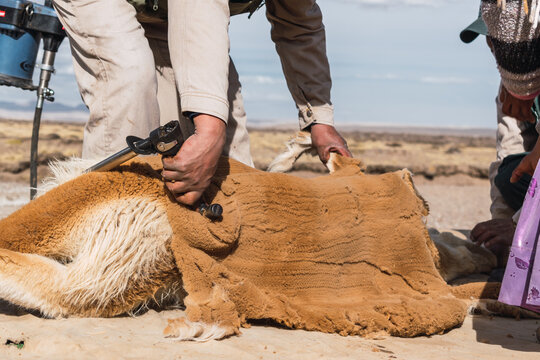 traditional shearing and cutting of vicu&ntilde;a fiber in the Andes mountain range on a sunny day
