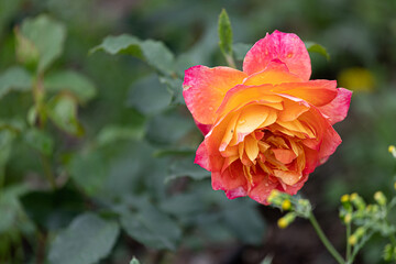 Closeup shot of a yellow rose blossoming in the garden