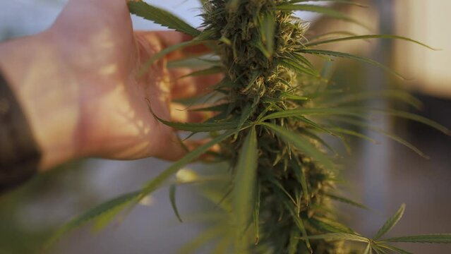 man touching a cannabis bush