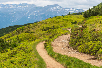 Alpine hiking trail. A stone winding road, surrounded by green plants, alpine roses. Snowy mountains in the background. - 488242422