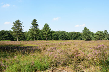 heidenfeld in naturpark maas-schwalm-net&shy;te, deutschland