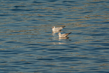 Slender-billed Gull (Chroicocephalus) swimming in the sea