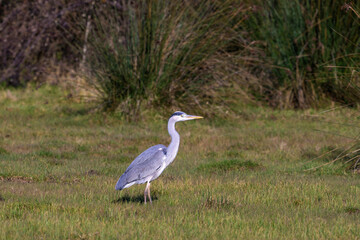 Gray Heron (Ardea cinerea) perched on grass