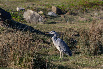 Gray Heron (Ardea cinerea) perched on grass