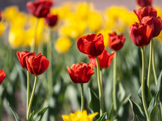 Red and yellow tulips on a green background