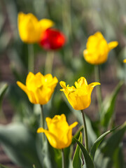 Obraz premium Colorful yellow tulips blossom in spring garden