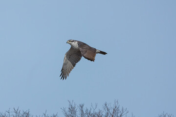 飛翔するオオタカの切抜き画像