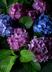 Hydrangea flowers blue pink background