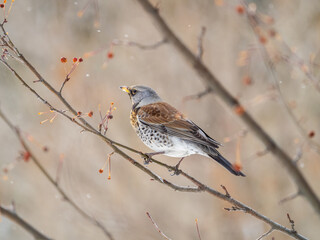 Fieldfare sitting on the bush and feeding on wild red apples in winter or early spring time.