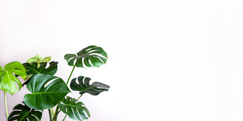 Monstera leaves against wall in daylight. Urban jungle, plant love concept. Selective focus, copy space, horizontal banner