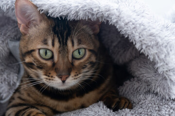 The cat sat comfortably in a fluffy jacket. Portrait of a Bengal cat. The concept of coziness