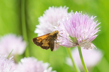 Hobomok Skipper on chives