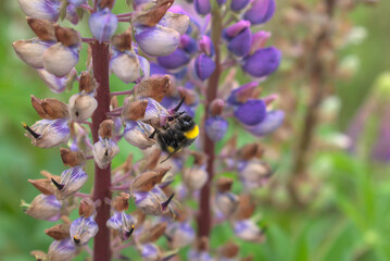 bumblebee on a purple flower with a blured background