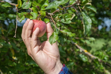 The gardener's hand picks a beautiful organic apple from the tree.