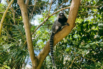 monkey on a tree