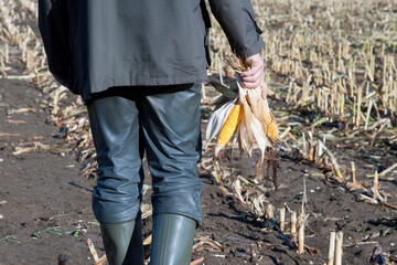Image section, a farmer with corn cops in his hand walks across his harvested corn field.