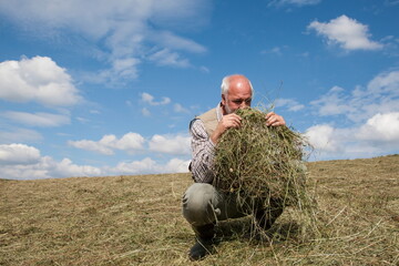 A farmer checks the quality of his organic hay and smells the wonderful scent of meadow herbs. An...