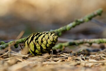 Dry pine cone from a larch tree