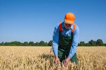 Farmer checks the quality of its grain in his field on a sunny day in July. 